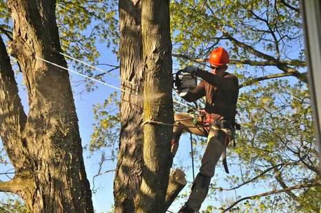 Tree Trimming by Mentor Tree Service